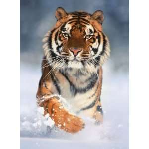  Tiger, 1000 Piece Jigsaw Puzzle Made by Clementoni Toys & Games