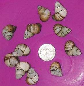 50 sm. Live Trapdoor Snails for Koi pond, fish aquarium  