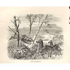  Lion & Zebras 1862 WoodS Natural History Engraving