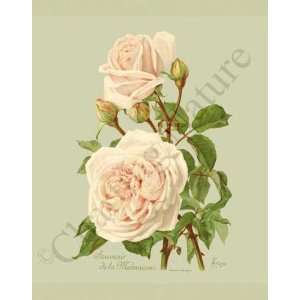  Botanical Pink Rose Print: Souvenir de la Malmaison 
