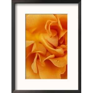 Rosa Tennessee Close up of Orange Flower Floral By Color Framed 