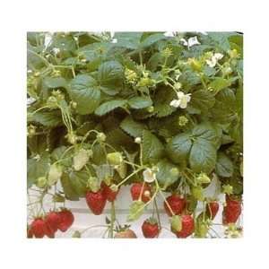  Strawberry Plants Patio, Lawn & Garden