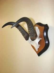 Bohor Reedbuck horns/taxidermy/antlers/lodge home deco  