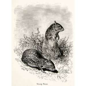  1879 Wood Engraving Nocturnal Paca Wild Animals Brazilian 