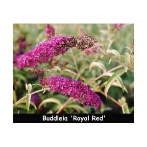  Royal Red Butterfly Bush (3 to 4 Year Plants) (Buddleia 