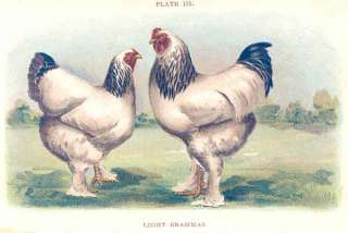 Poultry 1907. LIGHT BRAHMAS. Decorative Old Vintage Print.  