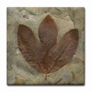 This unique ceramic tile coaster features an image of a leaf fossil 