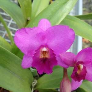 SC107 Orchid Plant Ctna Rosy Jewel Ewa AM/AOS Pot Pack  