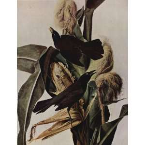 Hand Made Oil Reproduction   John James Audubon   32 x 42 