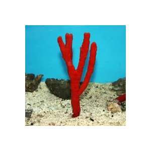  Ptilocaulis sp. Red Tree Sponge