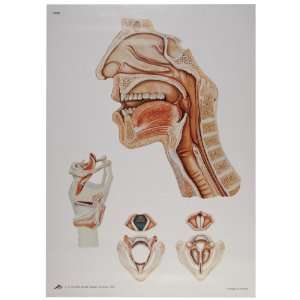 3B Scientific V2007U Speech Organs Anatomical Chart without Wooden 