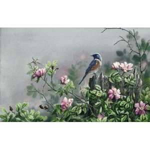  Susan Bourdet   Morning Light Bluebird