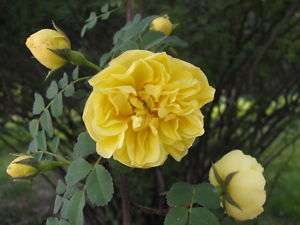 Yellow Manchu Rose (Canary Bird), Rosa xanthina, Seeds  