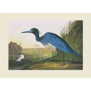 Blue Crane Or Heron   John James Audubon 24x16.25 CANVAS  