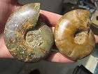 384g 2 Ammonite Fat Shell Fossil Specimen Healing Madagascar N185