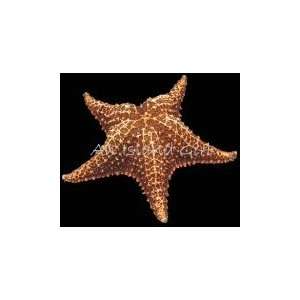   Huge Bahama Starfish Sea Star Beach House Decor Shell: Home & Kitchen
