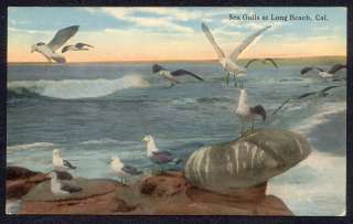 Vintage LONG BEACH CALIFORNIA Sea Gulls CA POSTCARD !!!  