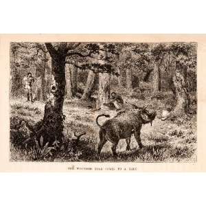 Engraving Africa Wounded Boar Pig Hunt Field Wild Track Tribal Animal 