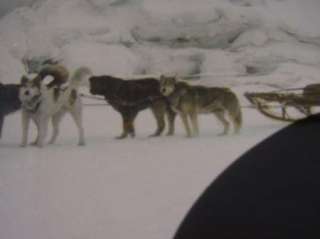 VINTAGE, HAND TINTED PHOTO OF DOG SLED TEAM & DRIVER  