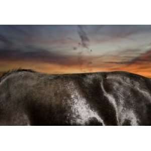  Brown Horse At Sunset, Limited Edition Photograph, Home 