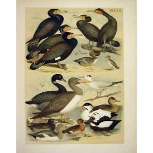  16 Sandpiper Teal Duck Jasper Birds Of America 1878