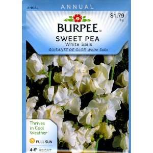 Burpee 31171 Sweet Pea White Sails Seed Packet: Patio 