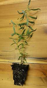   Corkscrew Willow Salix Tortuosa fast growing tree ROOTMAKER GROWN