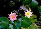 Hardy Water Lily Live Plant, Small Tuber Yellow, Guaranteed