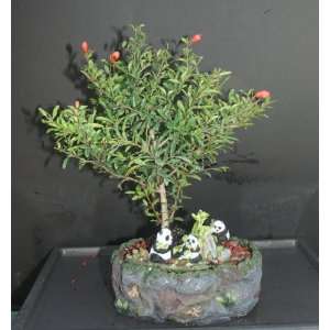 Dwarf Pomegranate in Panda Pot by Sheryls Shop  Grocery 