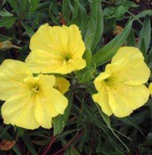 LOT Yellow Evening Primrose, 50 LIVE PLANTS/ROOTS  