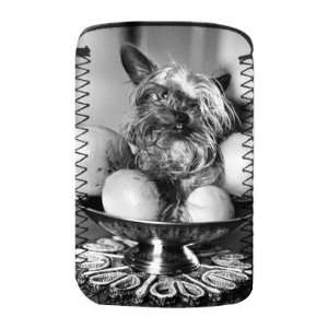  Dollar the untidy looking Yorkshire Terrier   Protective 