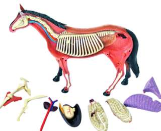 VISION HORSE 3D Puzzle / 4D Model Animal Anatomy  
