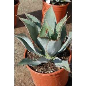  Agave Bovicornuta Succulent Cactus Plant