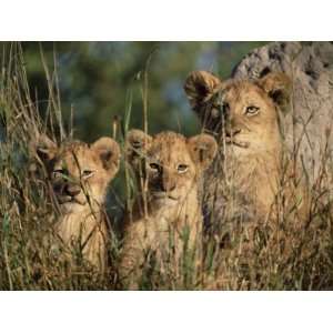 Lion Cubs, Panthera Leo, Kruger National Park, South Africa, Africa 