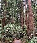 dawn redwood trees giant sequoia family 25 seeds location united