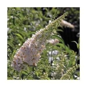  Butterfly Bush   White Profusion   #3 container: Patio 