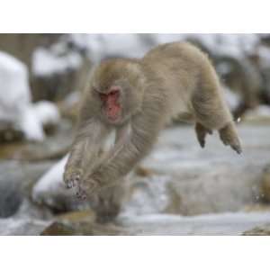  Japanese Macaque (Snow Monkey) Leaping in Air Photographic 