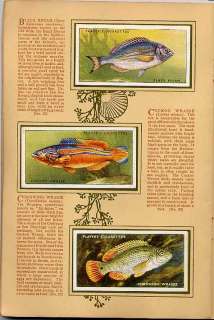 Tobacco Card Album & Cards, John Player, SEA FISHES, Fishing, Shark 