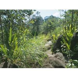  Hauts De Grand Anse, West Coast, Island of Mahe, Seychelles, Indian 